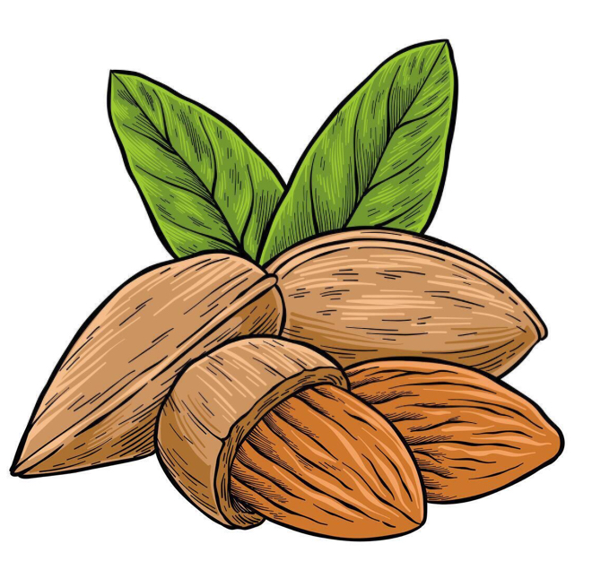 انواع بادام درختی